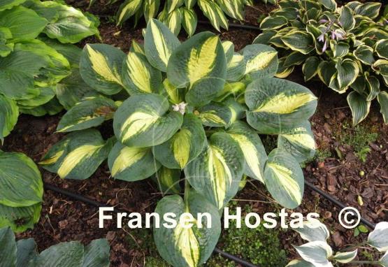 Hosta Chain Lightning